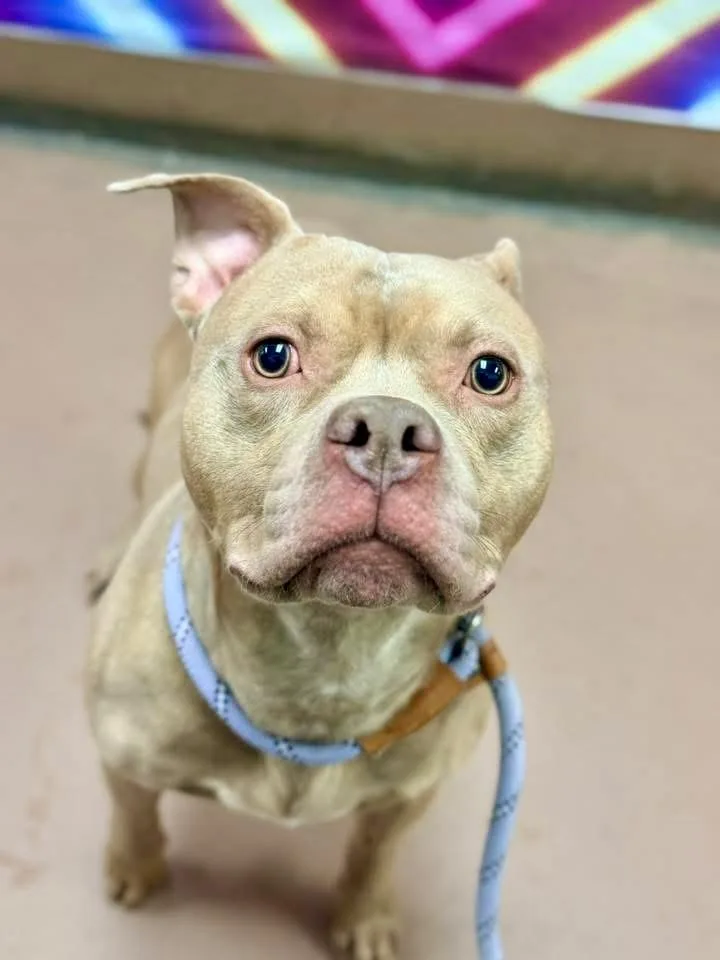 Monteverdi thumbnail 3