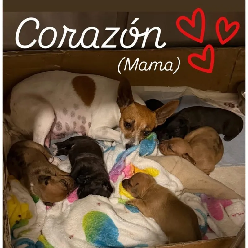 Corazon