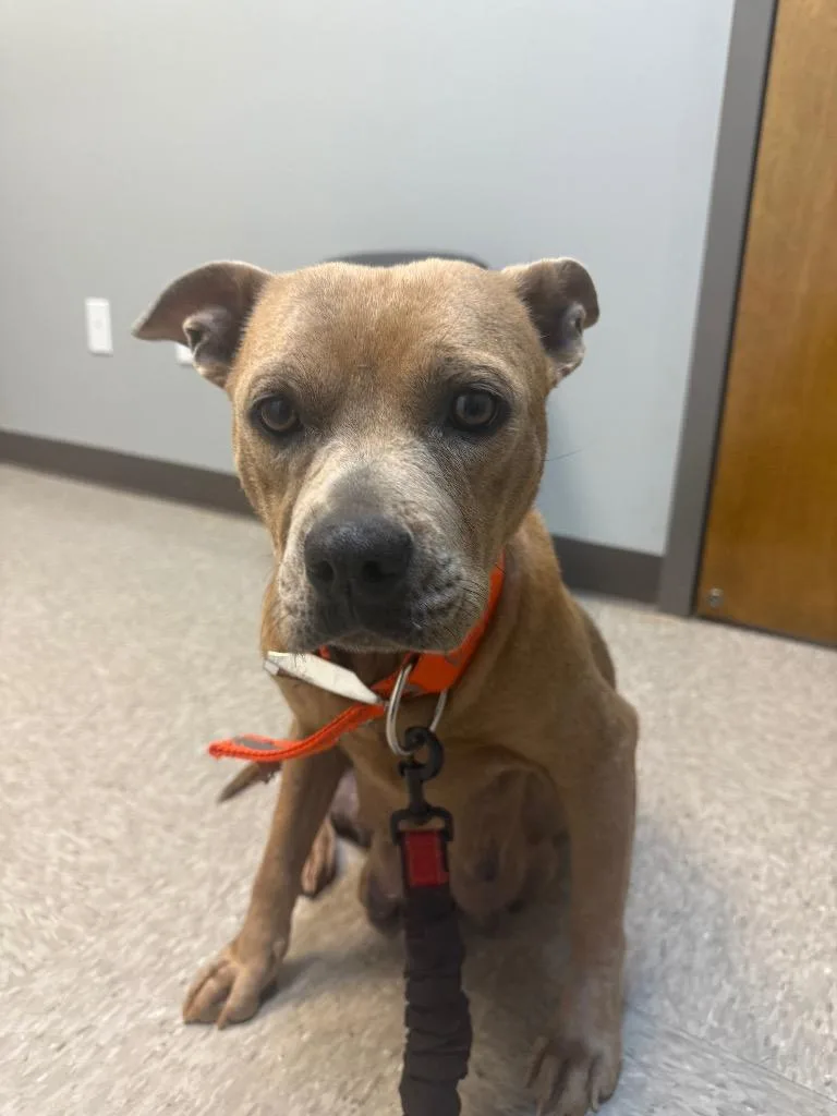 Carmella thumbnail 4