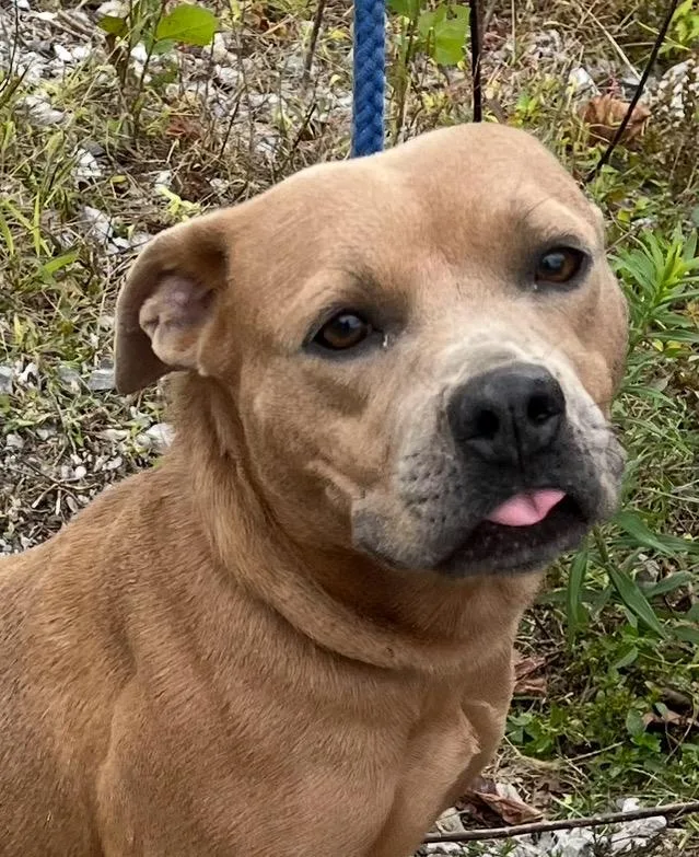 Carmella thumbnail 5