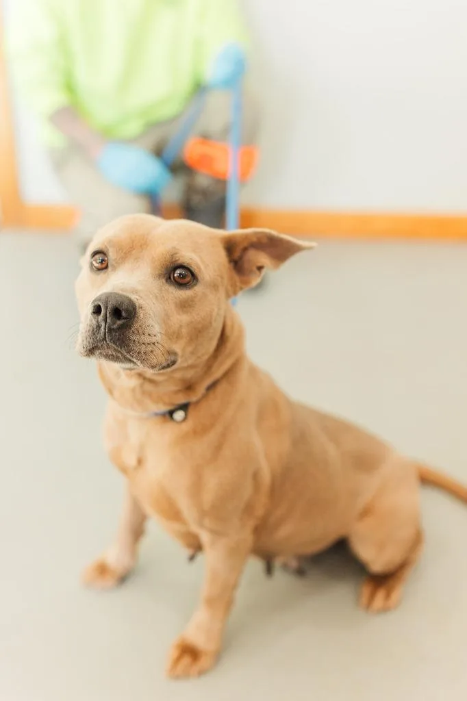 Carmella thumbnail 6