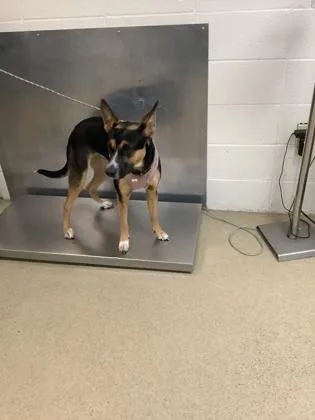 Sunshyne thumbnail 2