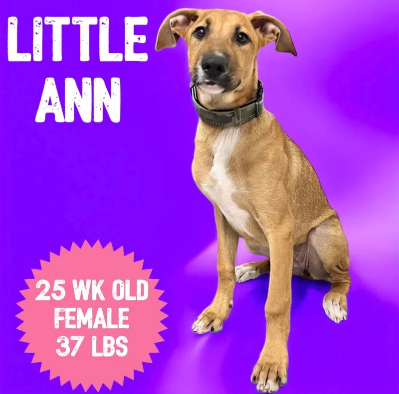 Little Ann thumbnail 3