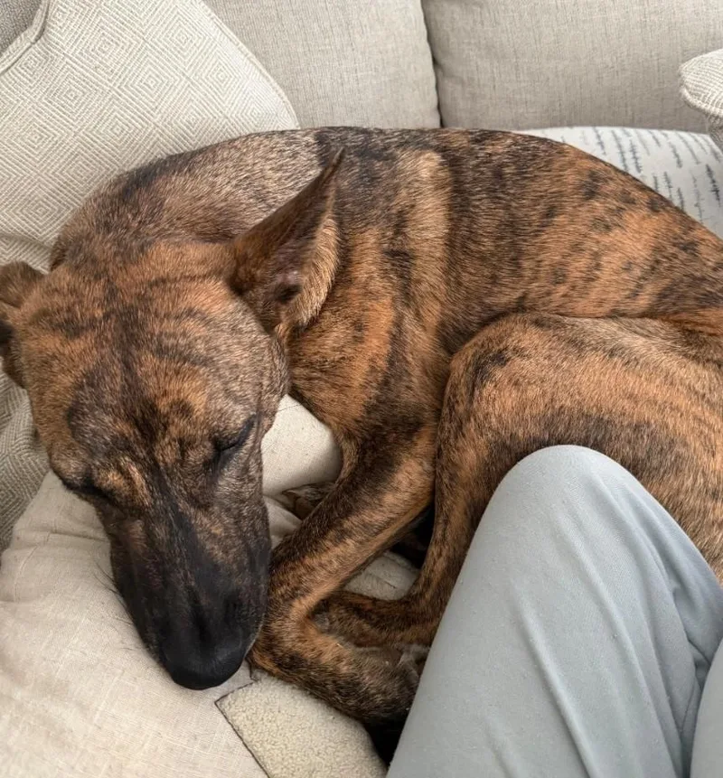 Faith Loves Snuggles thumbnail 2