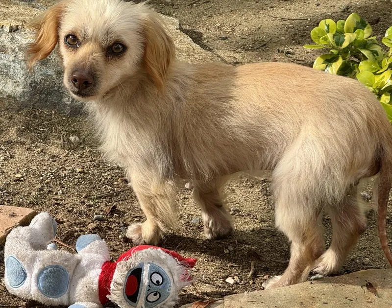 Little Man thumbnail 2