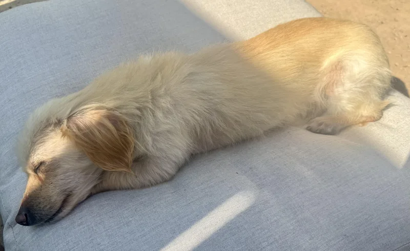 Little Man thumbnail 3