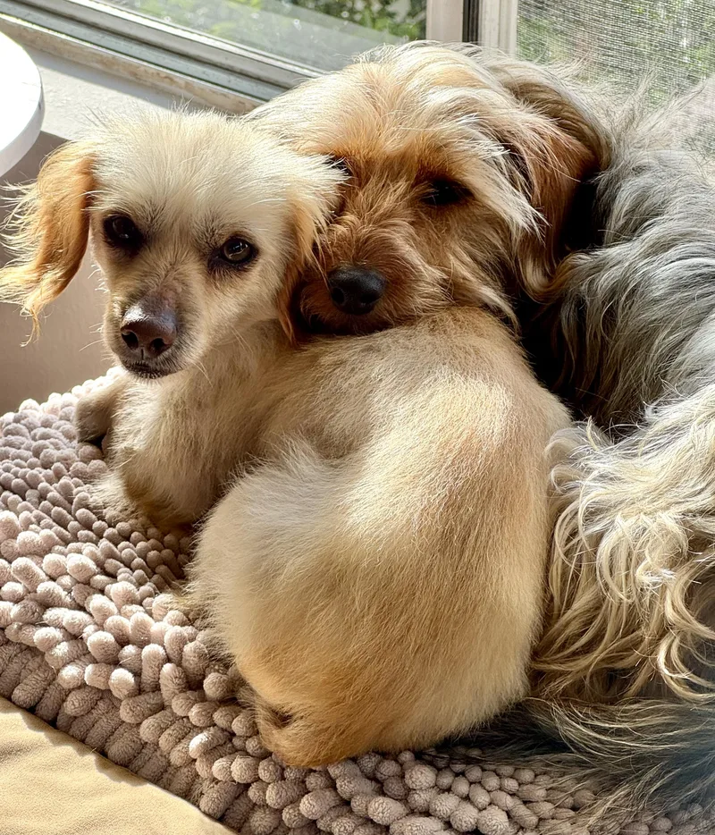 Little Man thumbnail 4