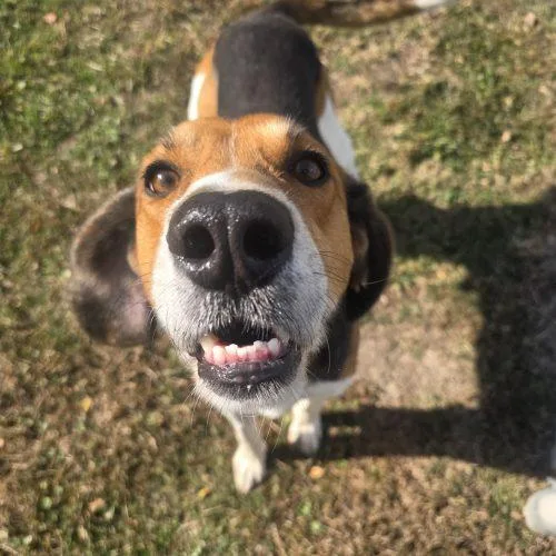 Boss Dog thumbnail 2