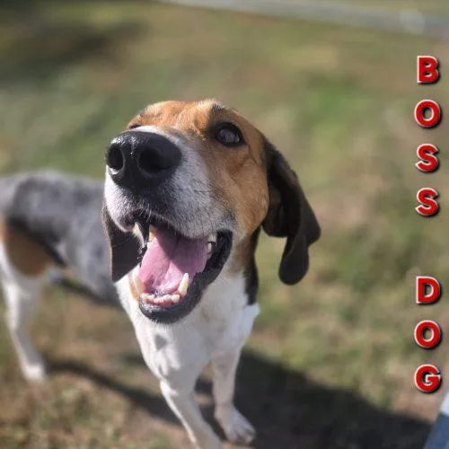 Boss Dog thumbnail 3