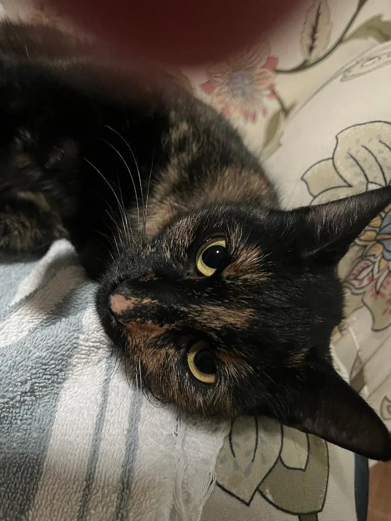 Cinderella thumbnail 2