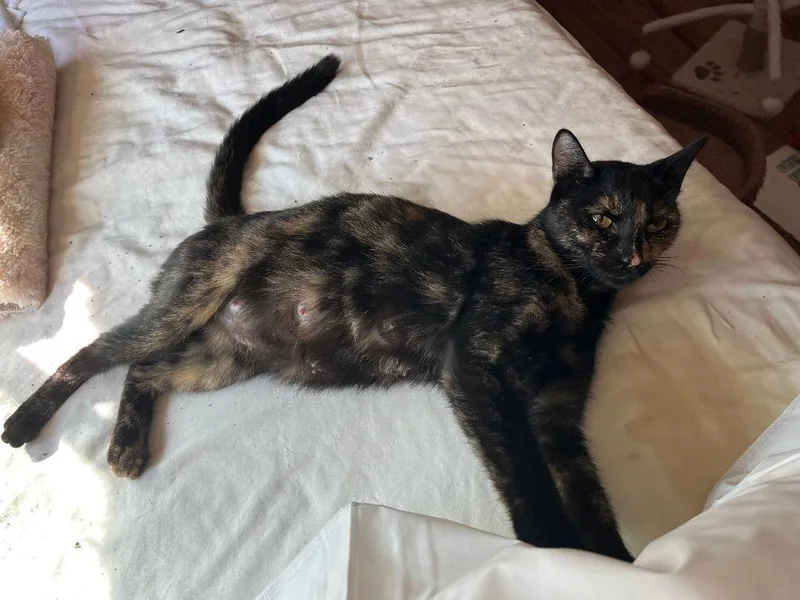 Cinderella thumbnail 3