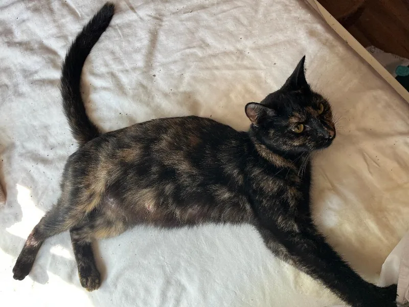 Cinderella thumbnail 4