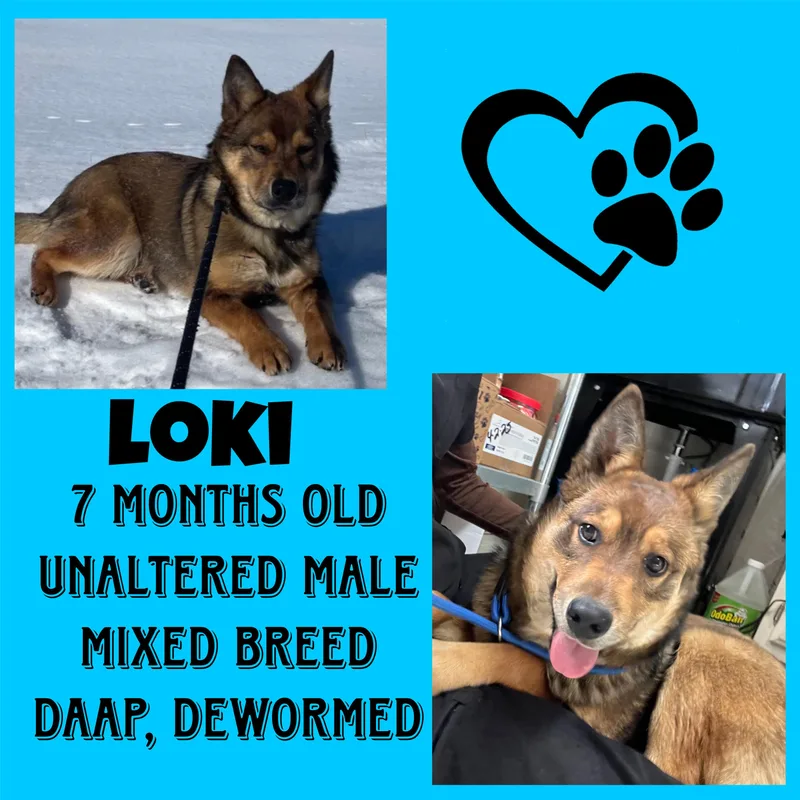 Loki