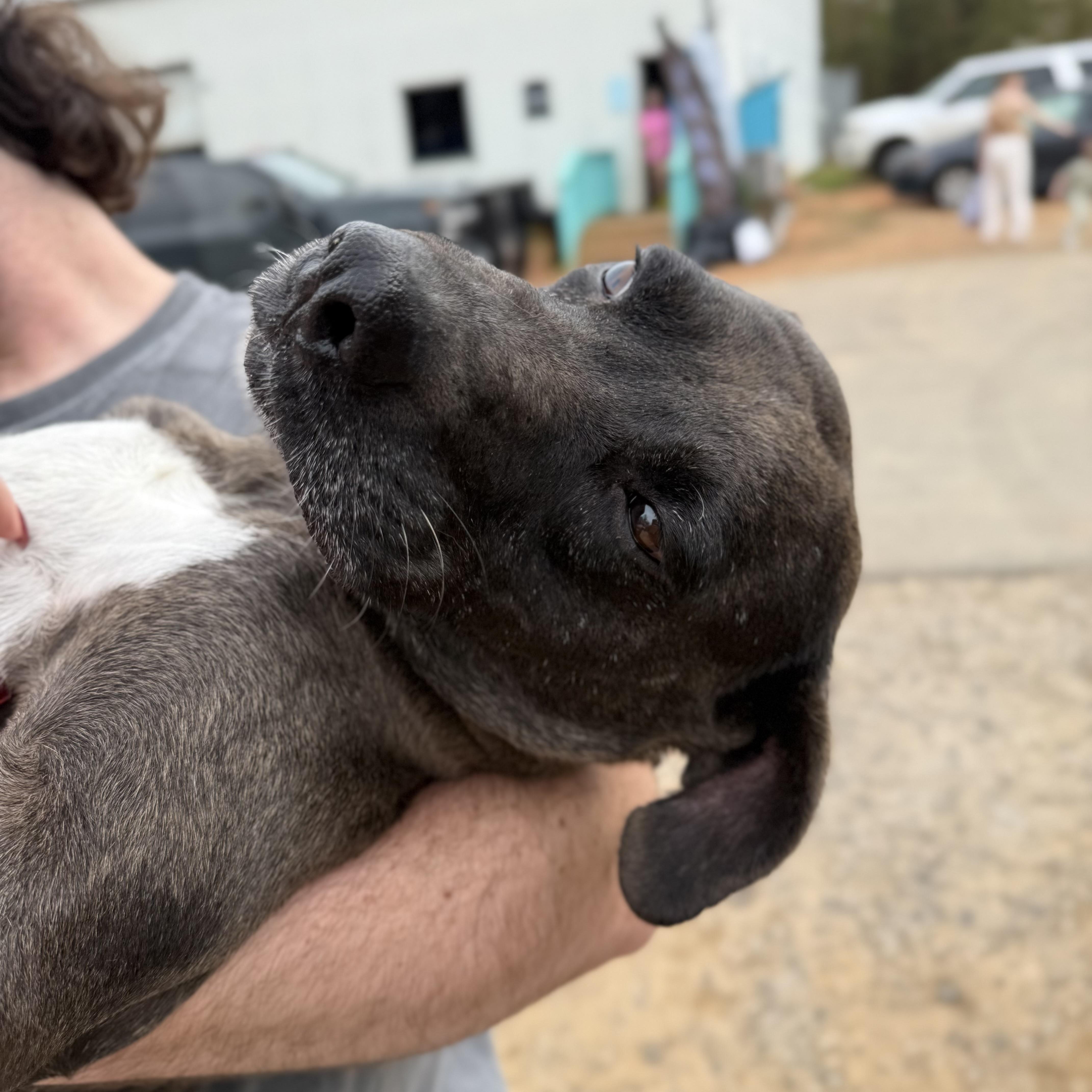 Midnight thumbnail 4