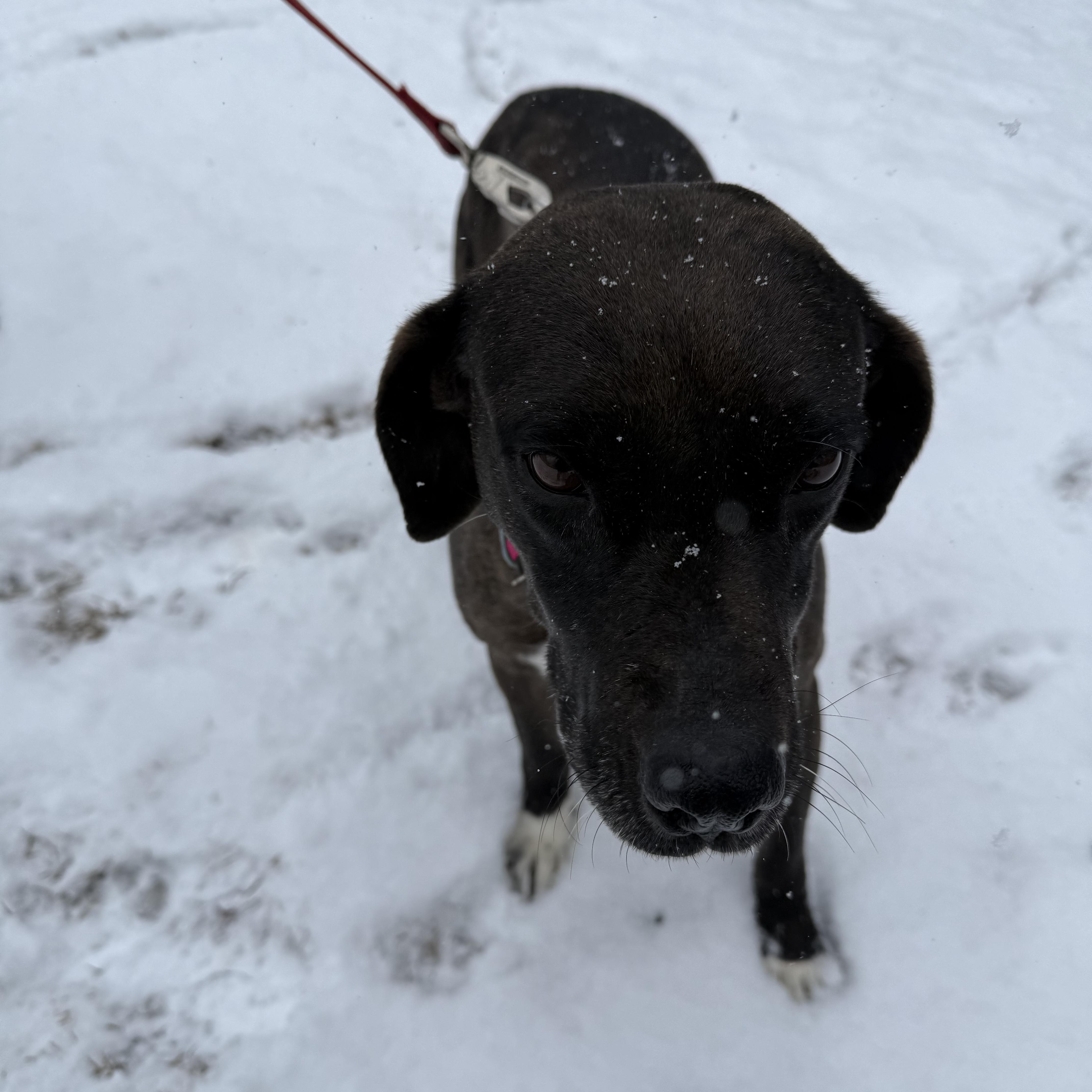 Midnight thumbnail 5