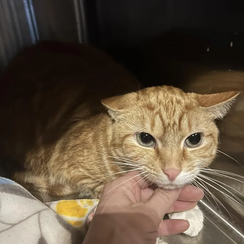 Orange Juice thumbnail 2