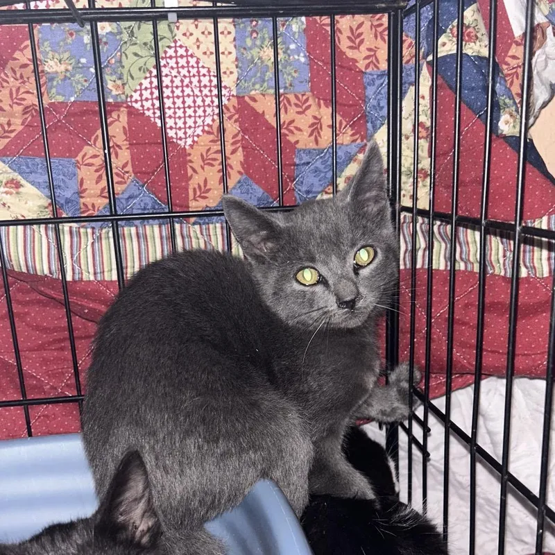 A young medium-sized male Black Domestic Short Hair cat named Gregory for adoption in Veneta, OR