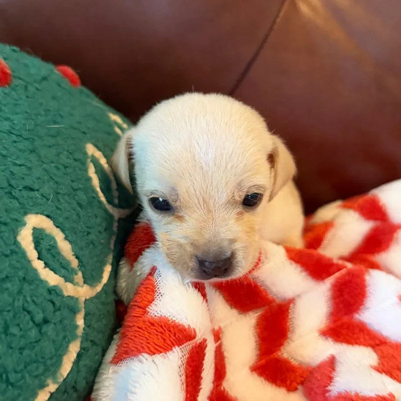 Blizzard thumbnail 2