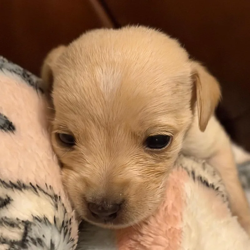 Blizzard thumbnail 3