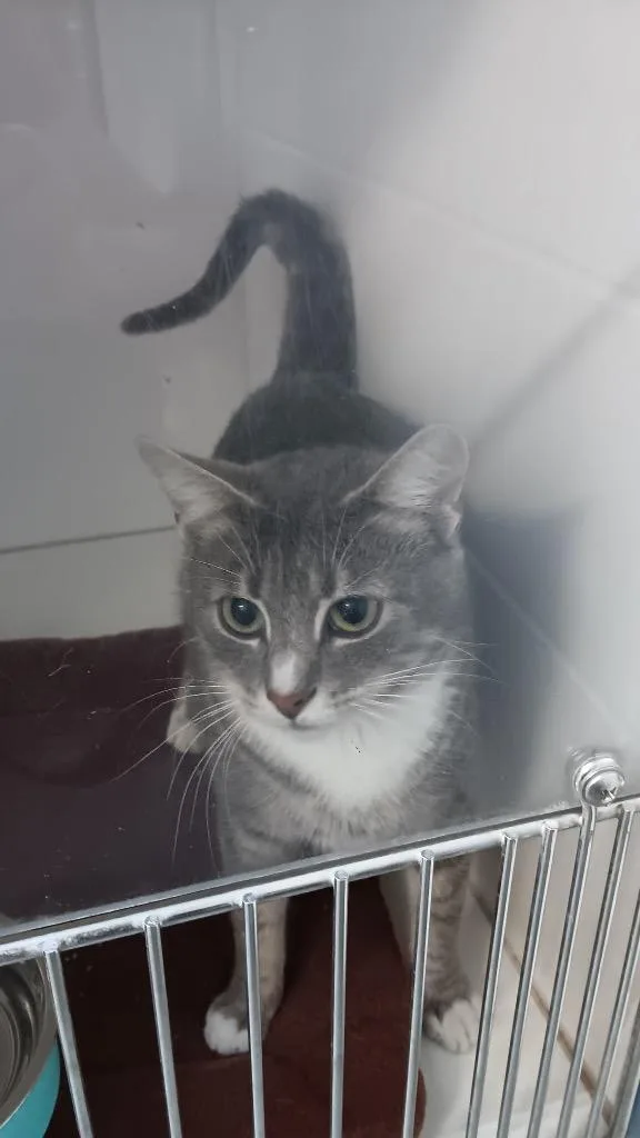 A baby medium-sized female Domestic Short Hair cat named Minnie for adoption in Crandon, WI
