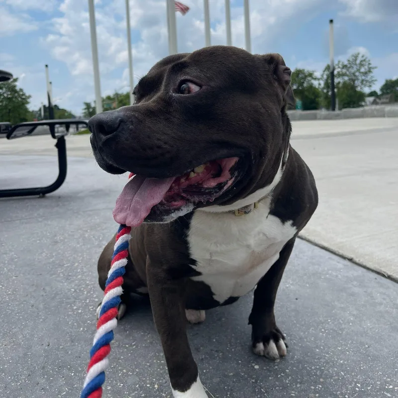 Phat Boy thumbnail 3