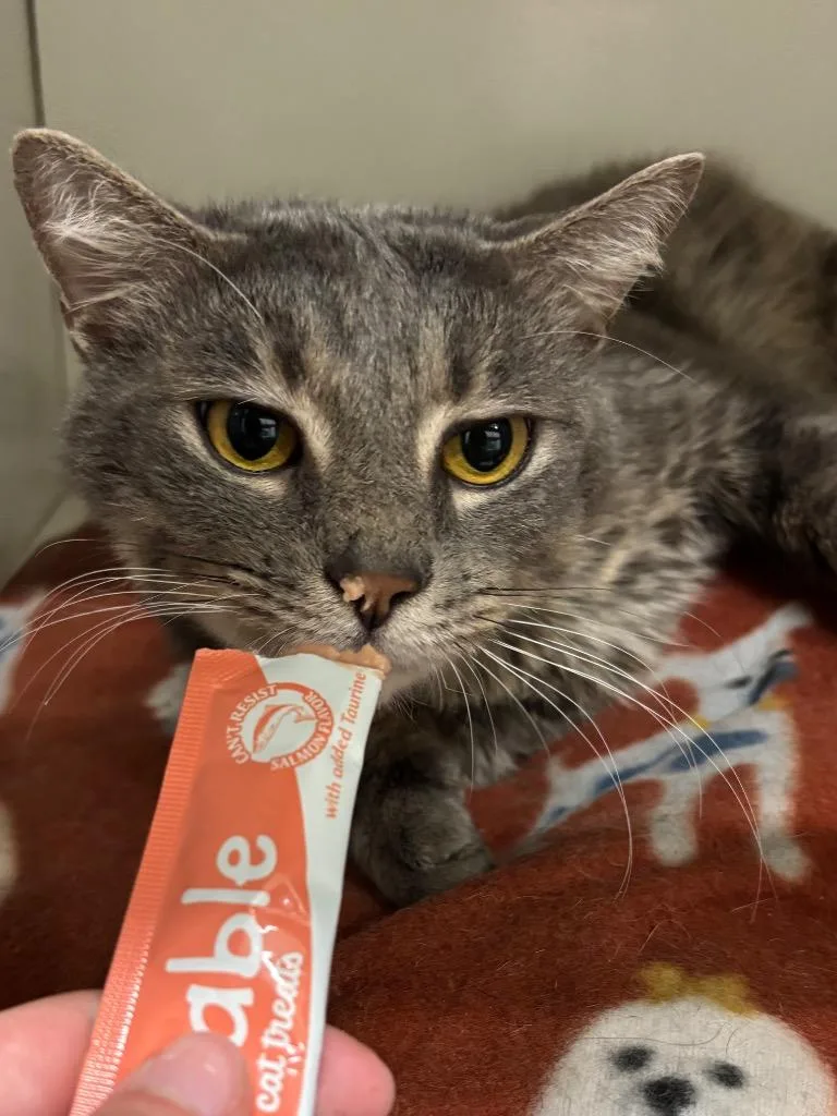 Gold Rush thumbnail 2