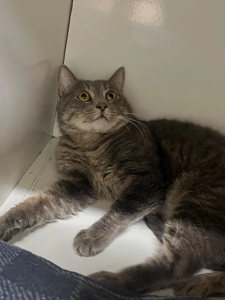 Gold Rush thumbnail 3