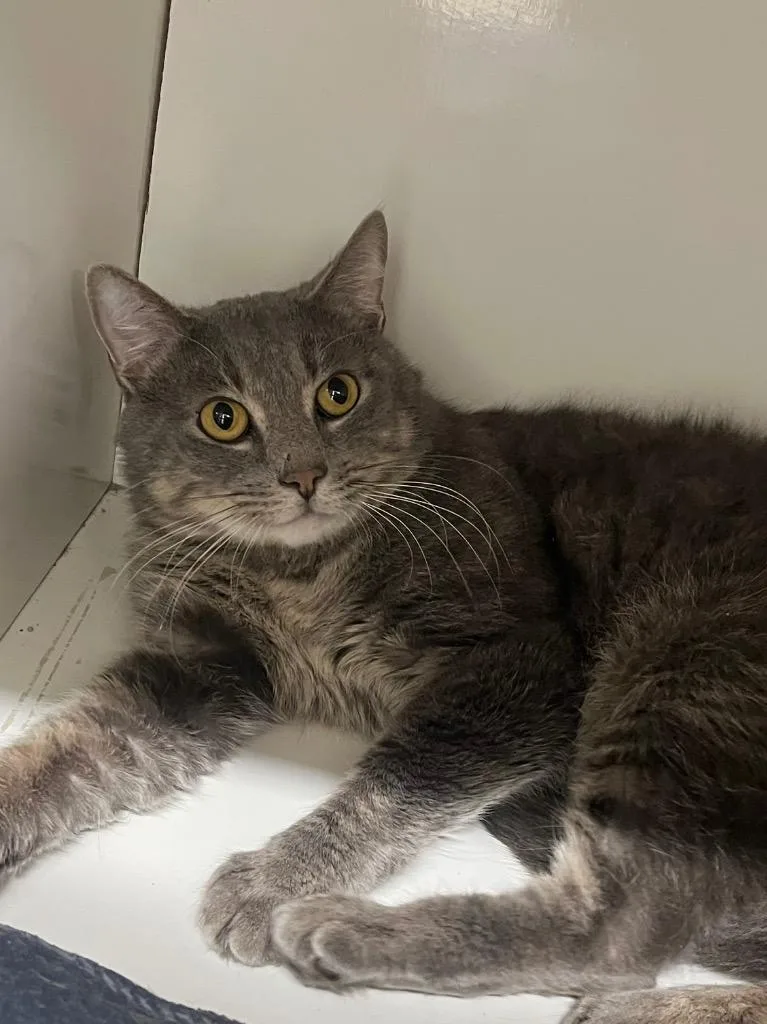 Gold Rush thumbnail 4