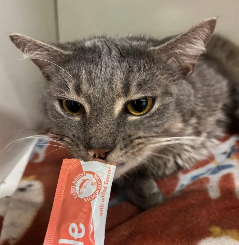 Gold Rush thumbnail 5