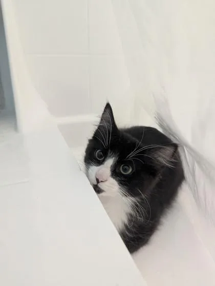 Buster At Petco Tatum