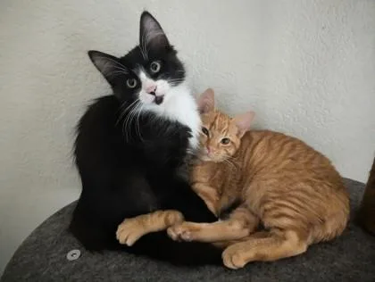 Buster At Petco Tatum thumbnail 2