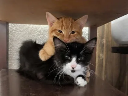 Buster At Petco Tatum thumbnail 3