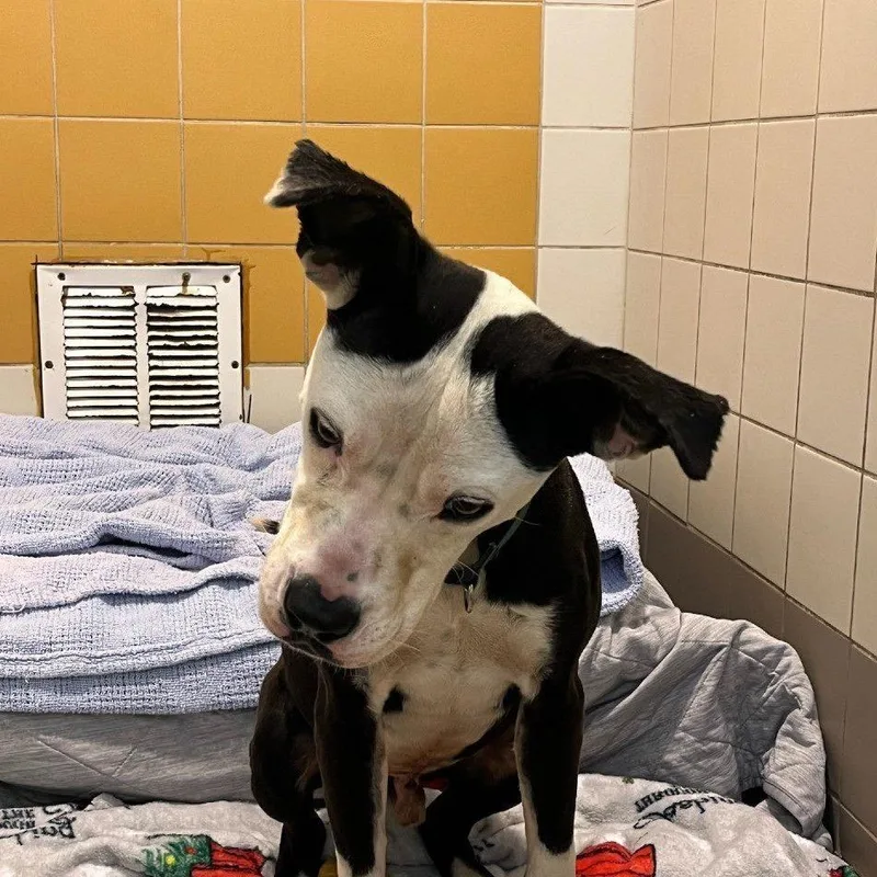 Lil Blizzy thumbnail 2