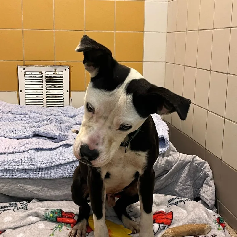 Lil Blizzy thumbnail 3