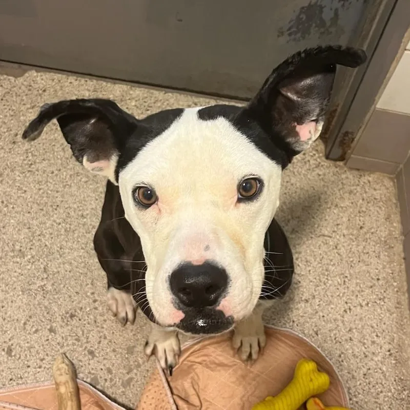 Lil Blizzy thumbnail 5