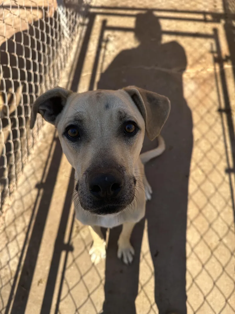 Doc Holliday thumbnail 4