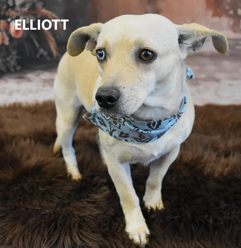 Elliott