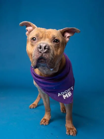 Valentine thumbnail 2