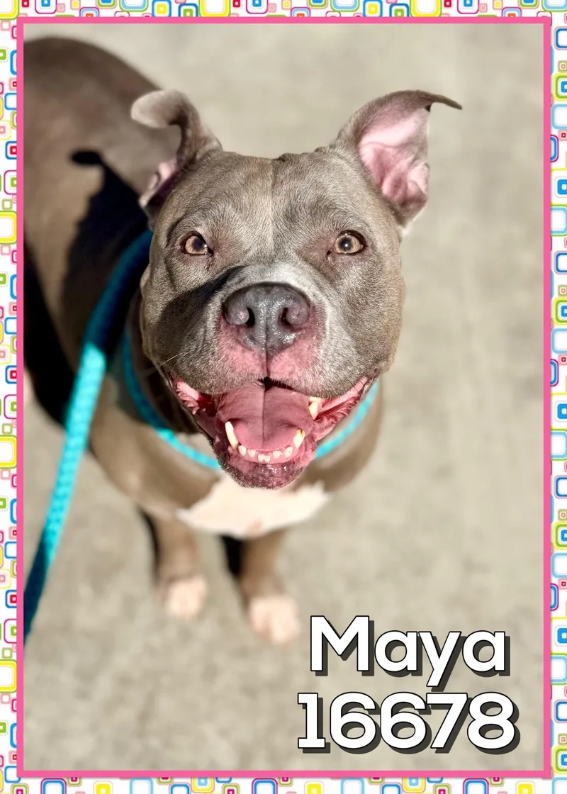 Maya