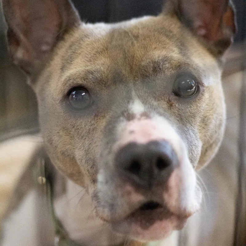 Princess thumbnail 2