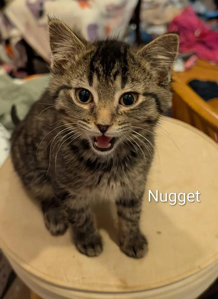 Nugget Rose