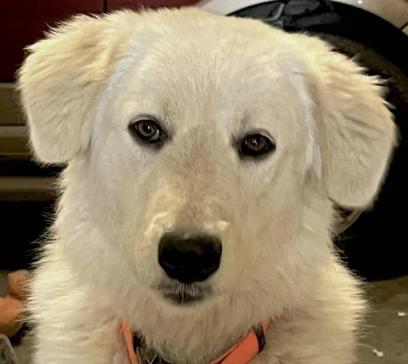 Lexi Bonded With Dexter thumbnail 2