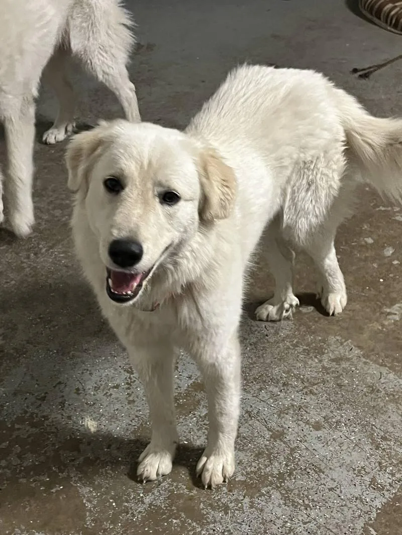 Lexi Bonded With Dexter thumbnail 3