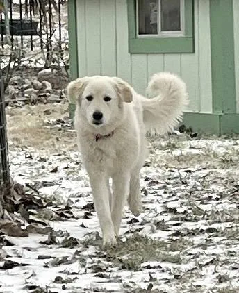 Lexi Bonded With Dexter thumbnail 4