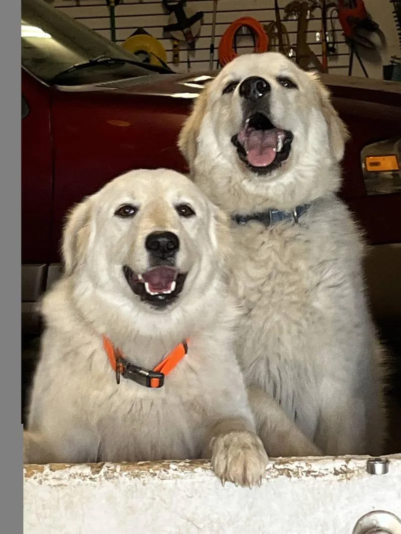 Lexi Bonded With Dexter thumbnail 5