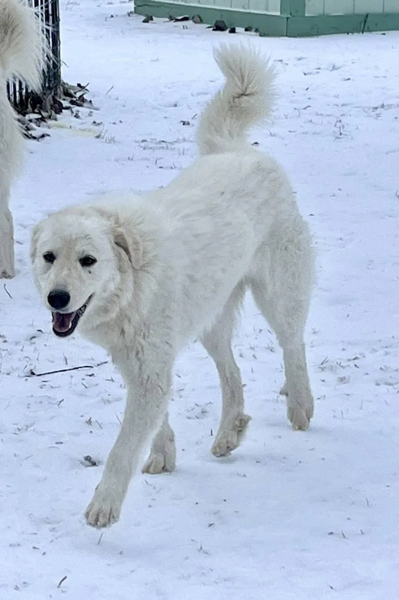 Lexi Bonded With Dexter thumbnail 6