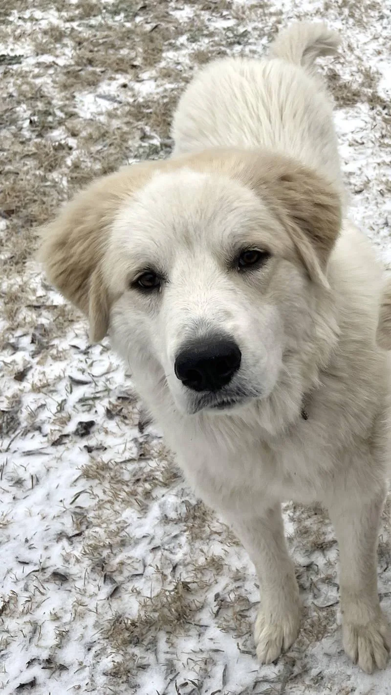 Dexter Bonded With Lexi thumbnail 2