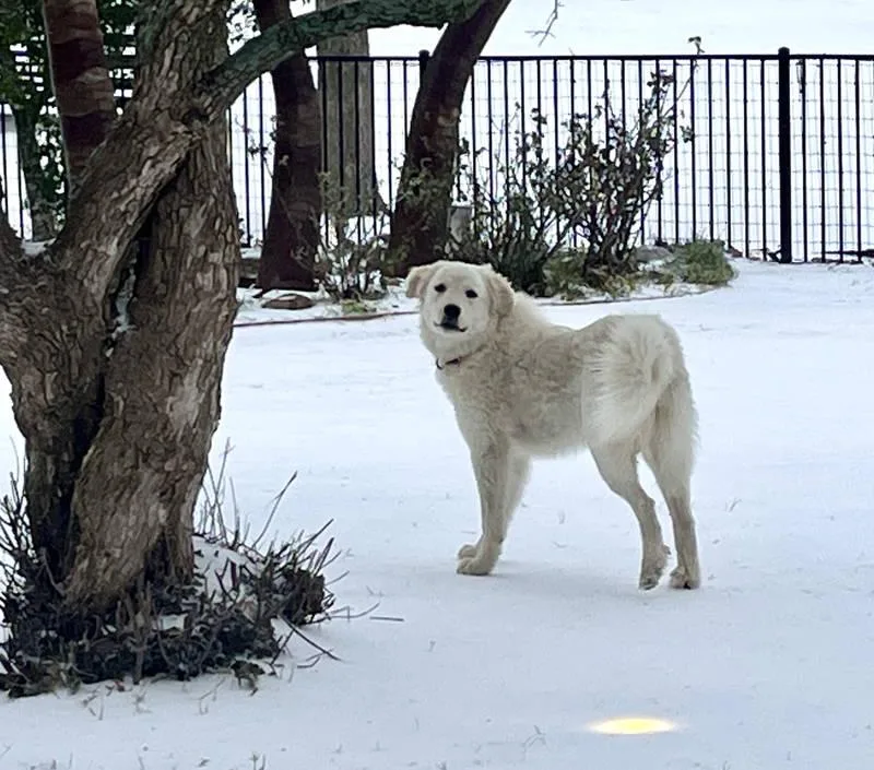 Dexter Bonded With Lexi thumbnail 3