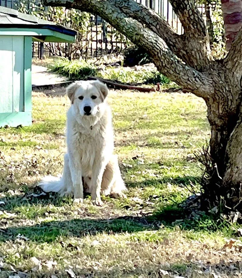 Dexter Bonded With Lexi thumbnail 4