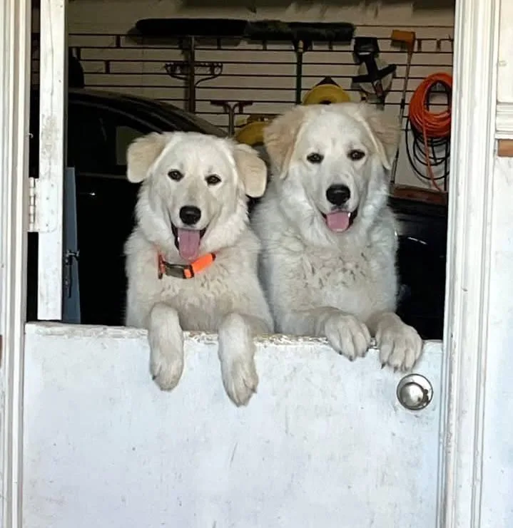 Dexter Bonded With Lexi thumbnail 5